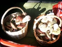 champignons