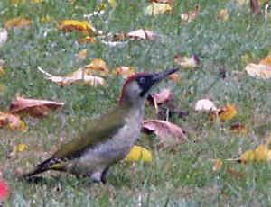 oiseau